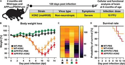 Long-Term Consequence of Non-neurotropic H3N2 Influenza A Virus Infection for the Progression of Alzheimer’s Disease Symptoms